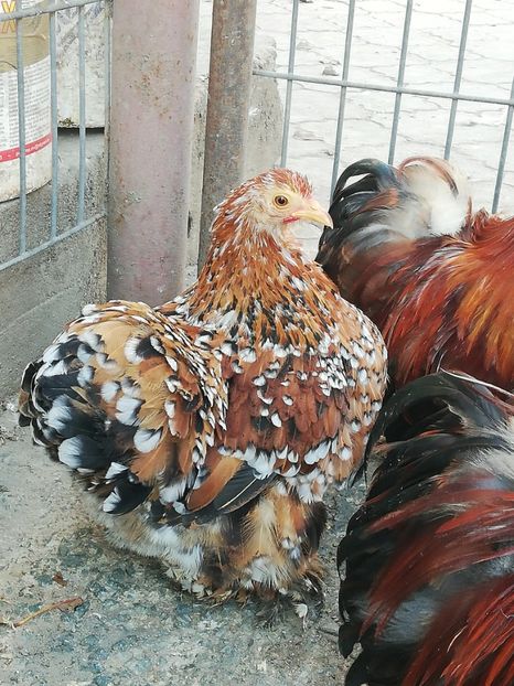  - 2020 Cohin Portelan