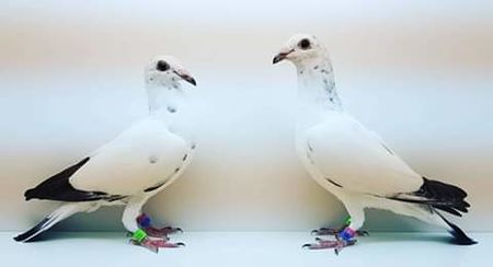  - NU AMI APARTIN 2020