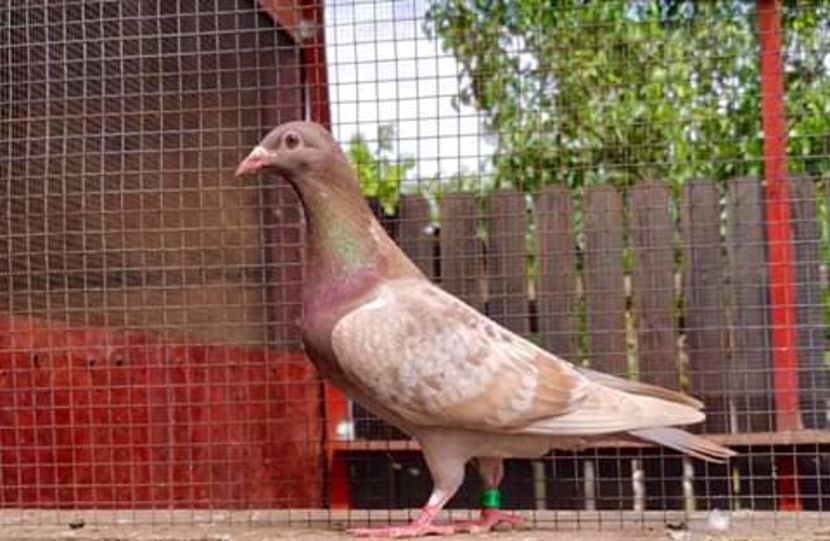  - NU AMI APARTIN 2020