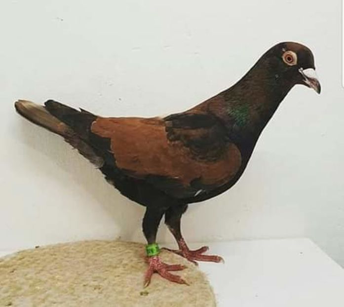  - NU AMI APARTIN 2020