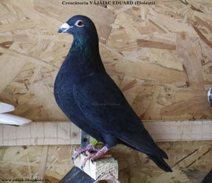  - NU AMI APARTIN 2020