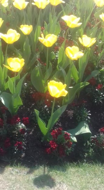  - - O - Fotografii x