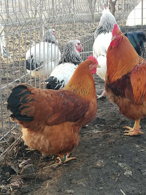  - 2020 New Hampshire