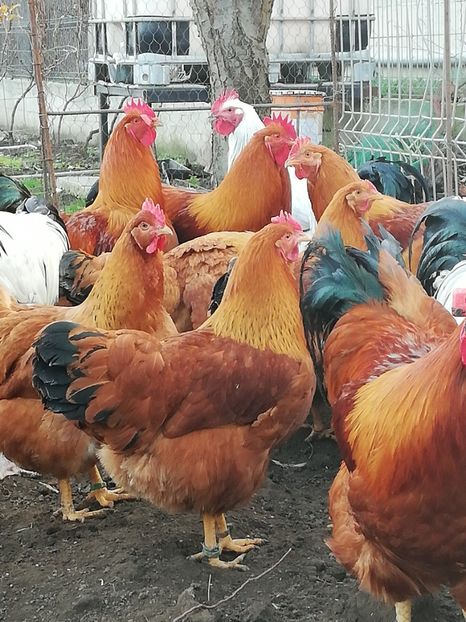  - 2020 New Hampshire