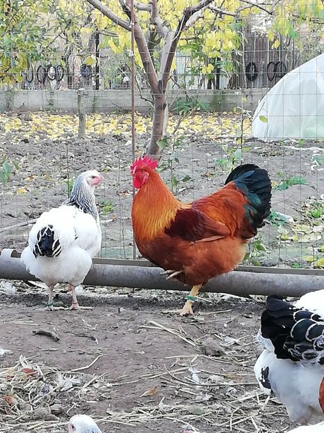  - 2020 New Hampshire