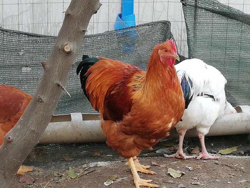  - 2020 New Hampshire