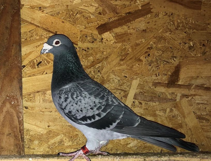 mascul  2010 - Voiajori