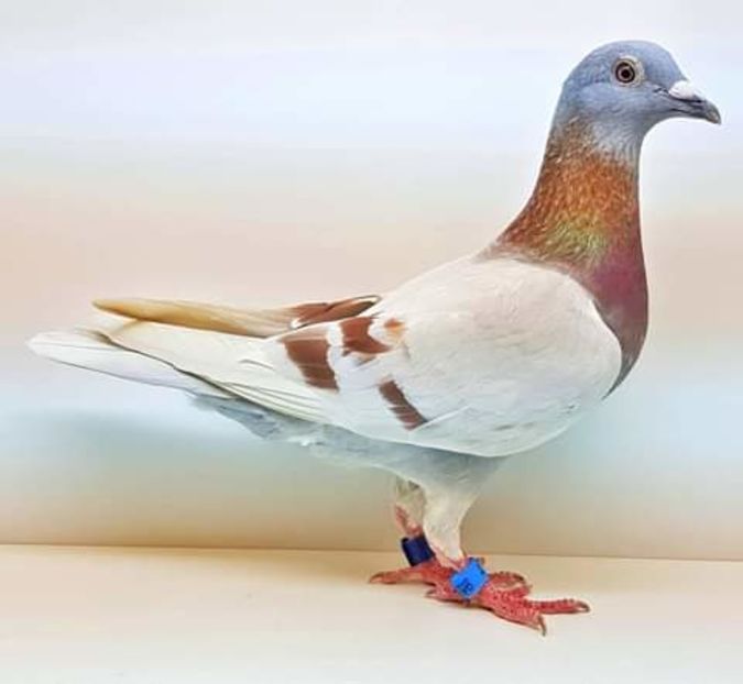  - NU AMI APARTIN 2020