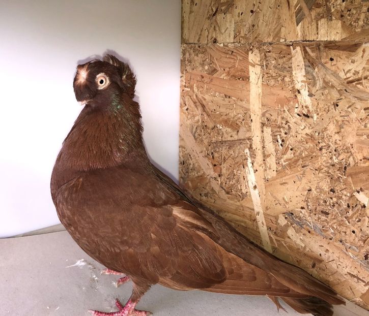 12152  femelă  2016 - A - perechi 2022