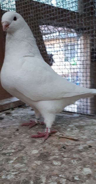 Masc 2019 - Porumbei vanduti