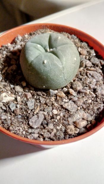 L. fricii - Lophophora