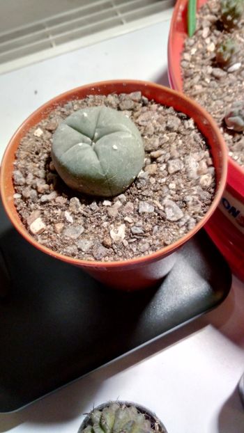 L.  fricii - Lophophora