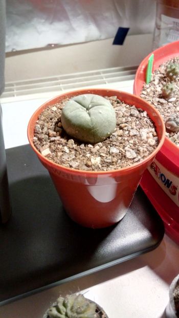 L. fricii - Lophophora