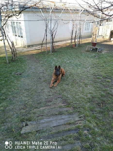 6.5 luni - 1_3_NERO_PAZA_CURTII