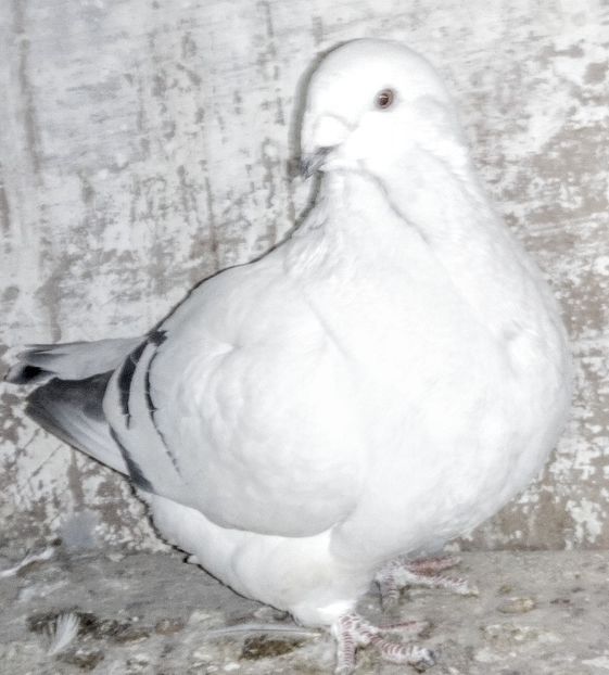  - - A - A - A - PROIECT INCHEIAT