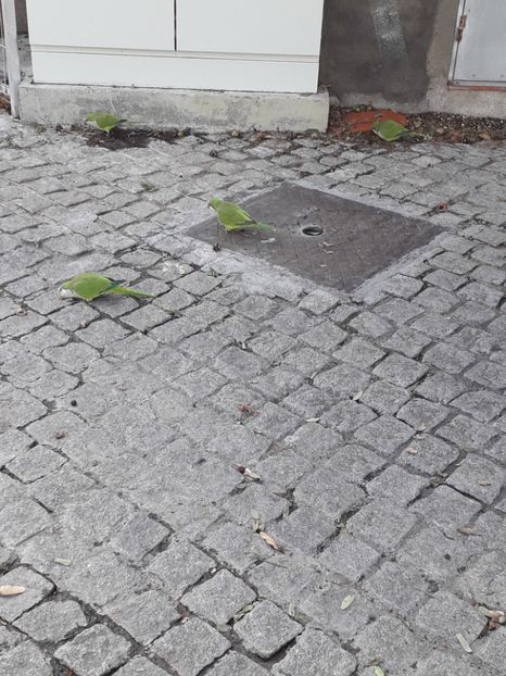  - Barcelona 2020