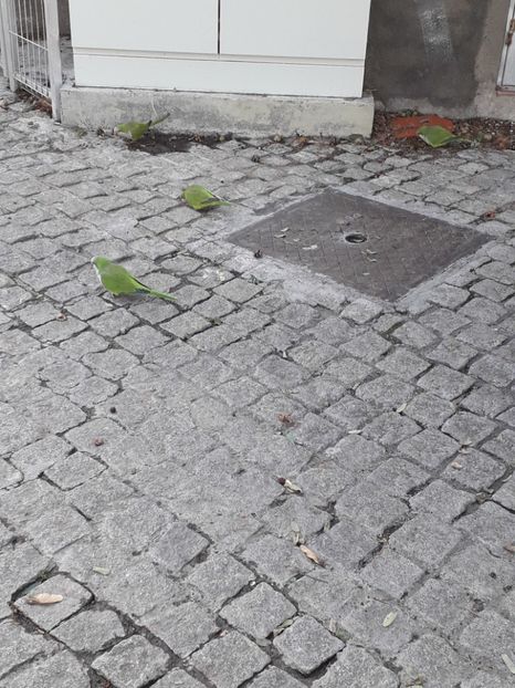  - Barcelona 2020