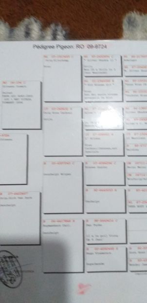Pedigree - Lichidare crescatorie porumbei voiajori 2020
