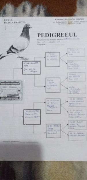 Pedigree - Lichidare crescatorie porumbei voiajori 2020