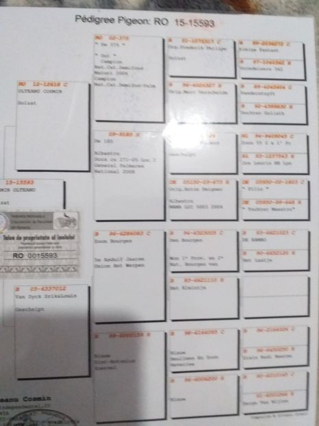 Pedigree - Lichidare crescatorie porumbei voiajori 2020