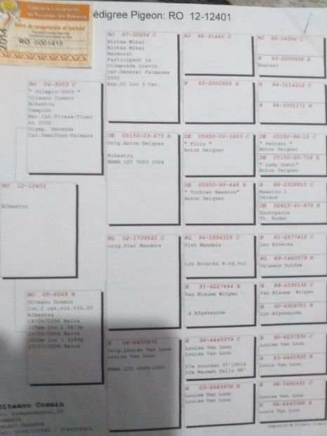 Pedigree - Lichidare crescatorie porumbei voiajori 2020