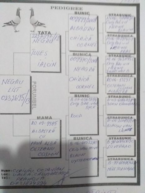 Pedigree - Lichidare crescatorie porumbei voiajori 2020