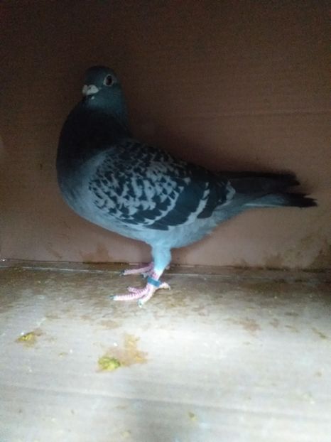 Femela viteza _demifond linie Cosmin Olteanu - Lichidare crescatorie porumbei voiajori 2020