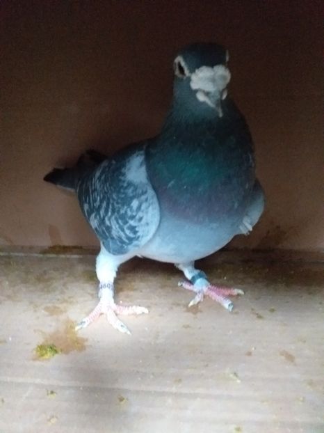 Mascul maraton stichelbaut - Lichidare crescatorie porumbei voiajori 2020