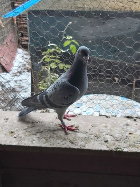 mister 51 - Mister 51