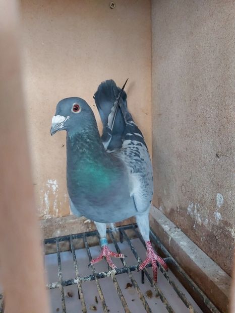 mister 51 poza 2 - Mister 51