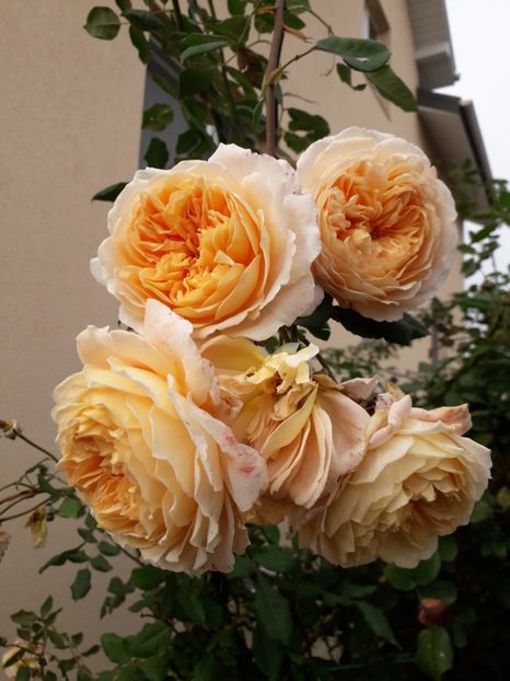  - 00 Trandafiri 2020