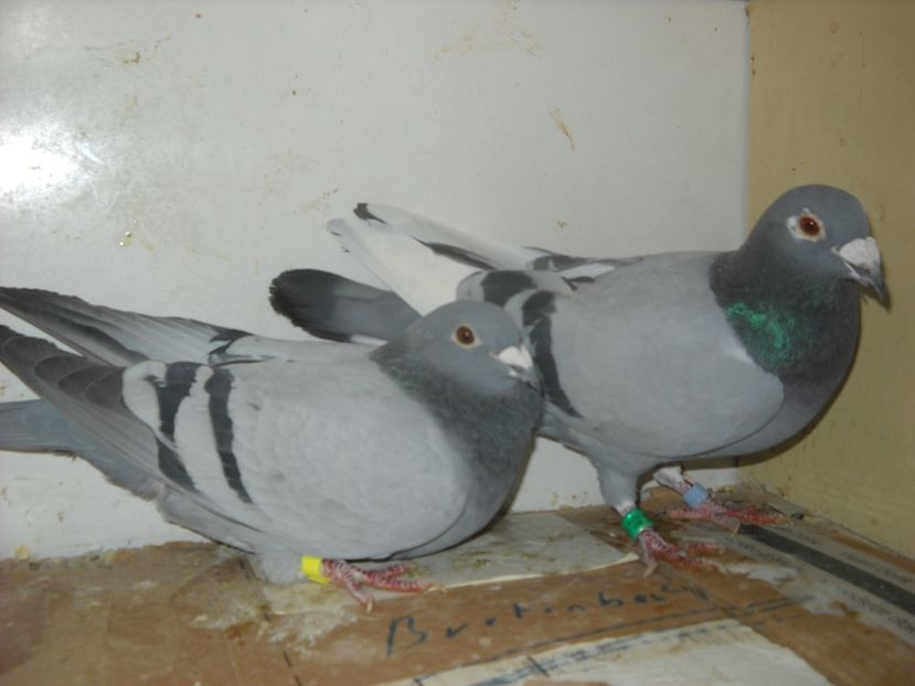  - UNDEVA IN SUCEAVA arhiva