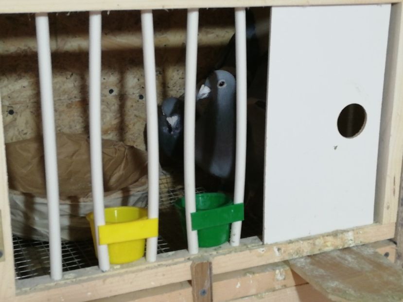  - 2020-29 ianuarie-Împerechere matcă