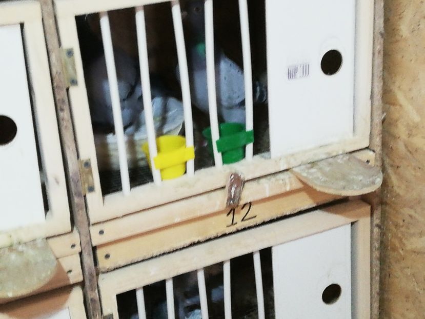  - 2020-29 ianuarie-Împerechere matcă