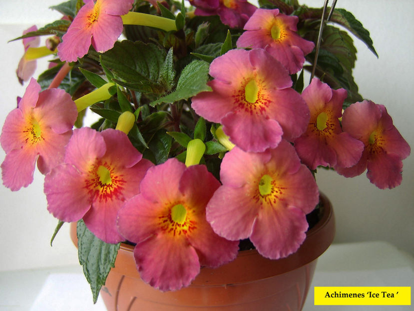 Ice Tea - achimenes-primele incercari