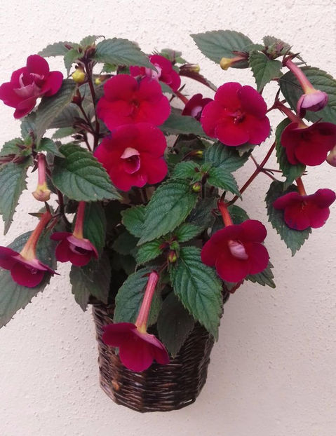 Nocturne - achimenes-primele incercari