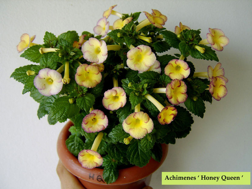 Honey Quuen - achimenes-primele incercari