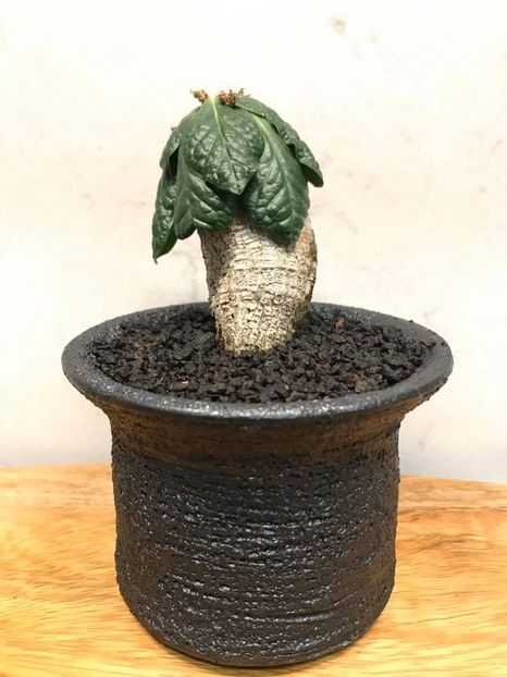 Euphorbia ecklonii - Whish list pentru viata urmatoare1