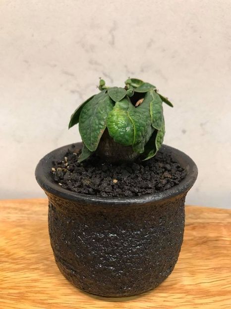 Euphorbia ecklonii - Whish list pentru viata urmatoare1