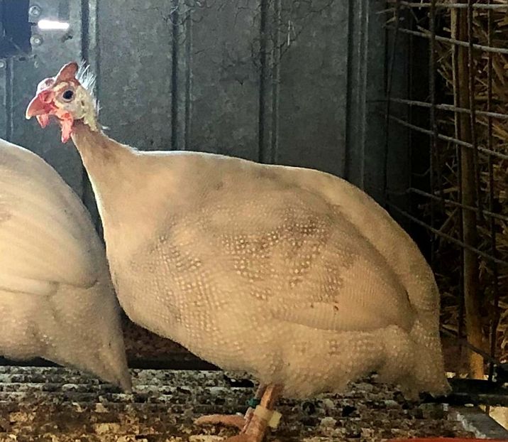 Reproducatoare 2020 - Matca 2020