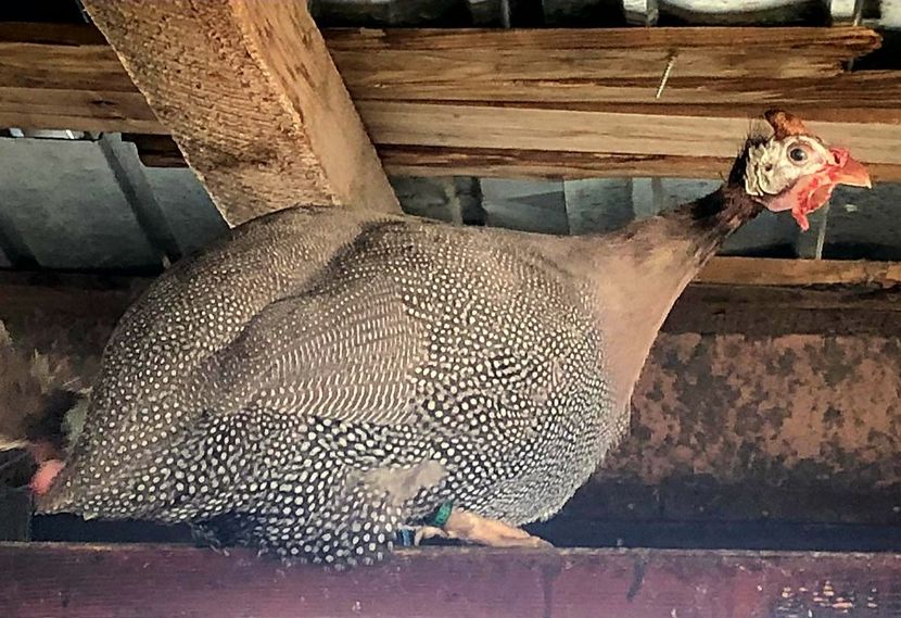 Reproducatoare 2020 - Matca 2020