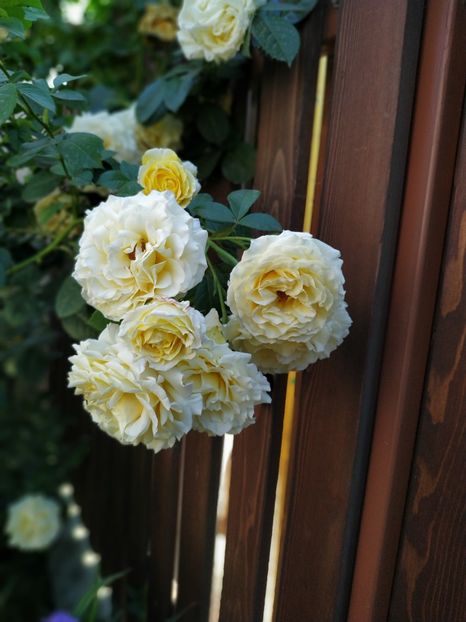  - Cyrano de Bergerac