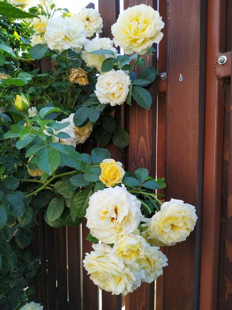  - Cyrano de Bergerac