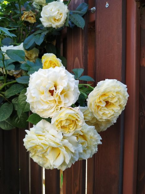  - Cyrano de Bergerac