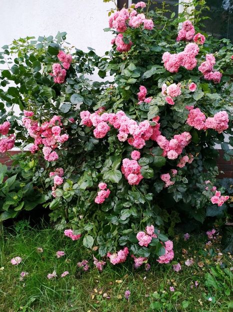  - Les Quatre Saisons