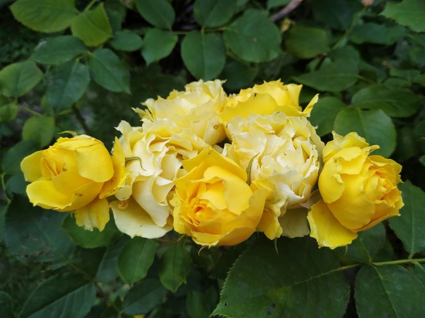  - Smooth Buttercup
