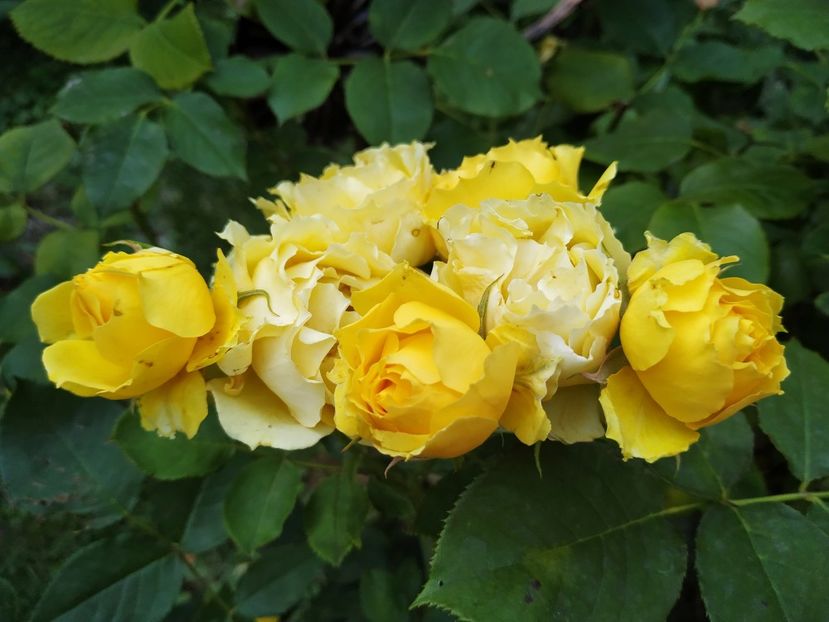  - Smooth Buttercup