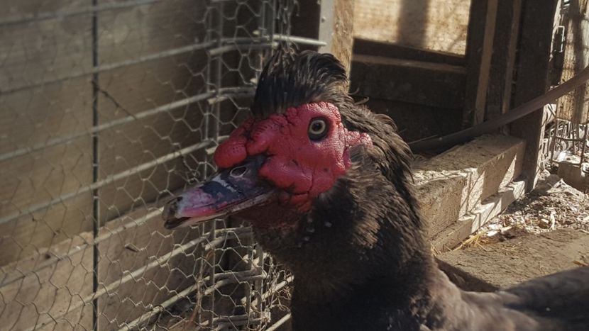  - 0001 rate lesesti matca 2020 lot 1