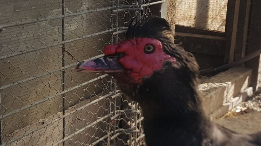  - 0001 rate lesesti matca 2020 lot 1