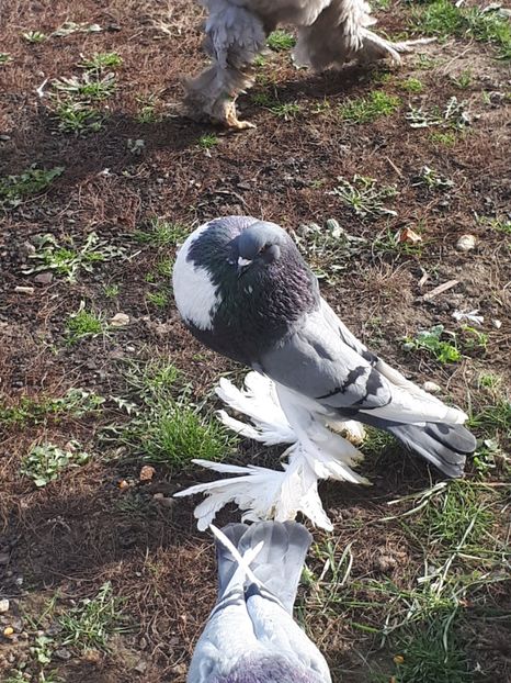  - Gusati de Pomerania